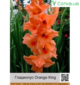 Гладіолус Orange King