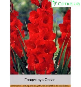 Гладиолус Oscar