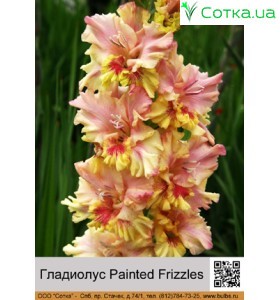 Гладиолус Painted Frizzles