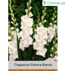 Гладиолус Paloma Blanca