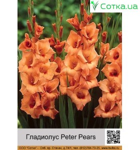 Гладіолус Peter Pears