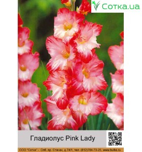 Гладіолус Pink Lady 