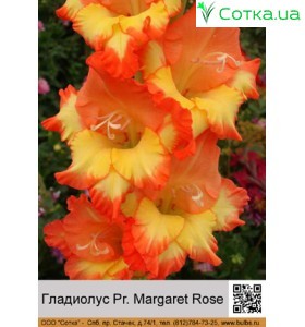 Гладіолус Pr. Margaret Rose 