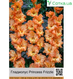 Гладиолус Princess Frizzle