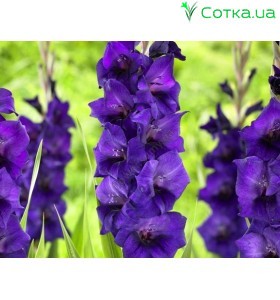 Гладиолус	Purple Flora