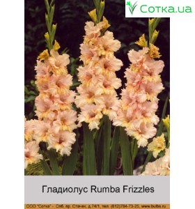 Гладиолус Rumba Frizzles