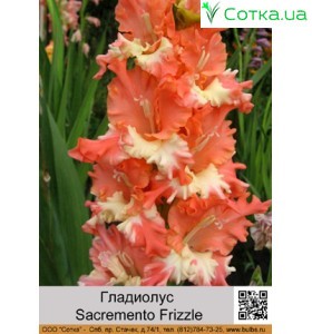 Гладиолус Sacremento Frizzle