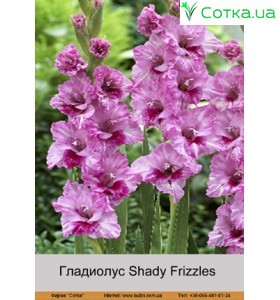 Гладіолус Shady Frizzles