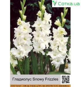 Гладиолус Snowy Frizzles