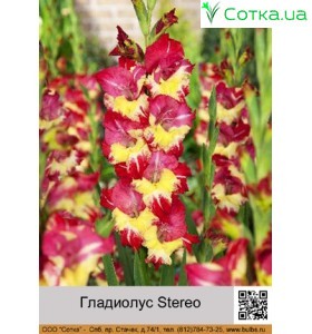 Гладиолус Stereo