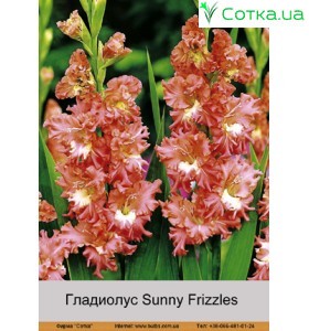 Гладіолус Sunny Frizzles