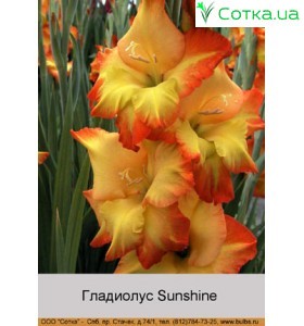 Гладіолус Sunshine