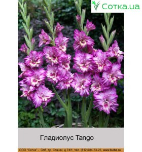 Гладиолус Tango