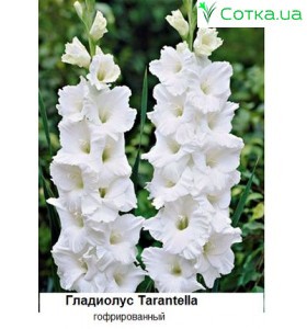 Гладиолус  гофрированный	Tarantella