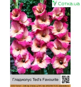 Гладіолус Ted's Favourite