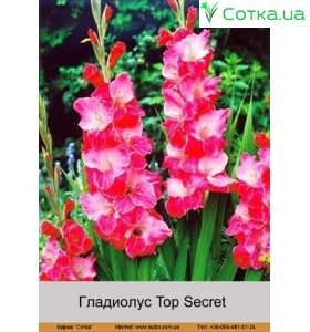 Гладиолус Top Secret