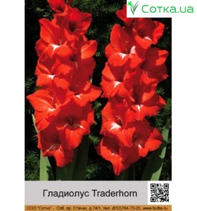Гладіолус Traderhorn