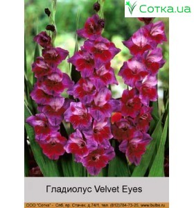 Гладіолус Velvet Eyes