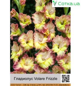 Гладіолус Volare Frizzle