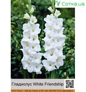 Гладиолус White Friendship