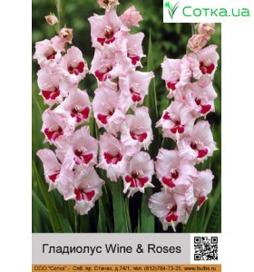 Гладиолус Wine & Roses