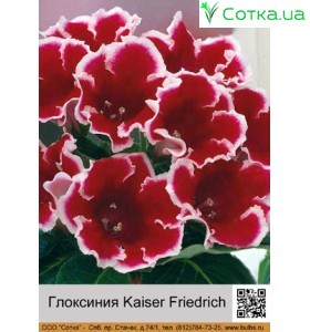 Глоксинія Kaiser Friedrich