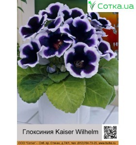 Глоксиния Kaiser Wilhelm