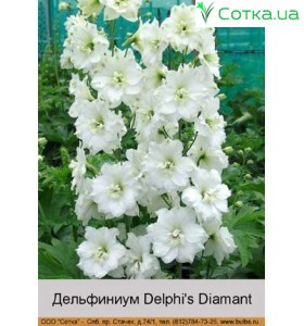 Дельфініум Delphi's Diamant