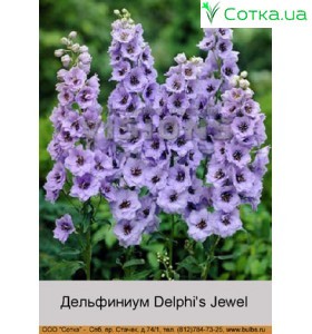 Дельфиниум Delphi's Jewel