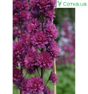 Дельфініум (Delphinium) Highlander Morning Sunrise®