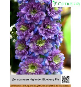 Дельфиниум Higlander Blueberry Pie®