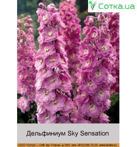 Дільфініум Sky Sensation