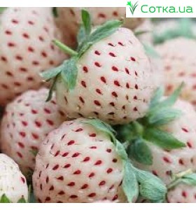 Суниця Lambada