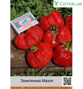 Земляника (Fragaria)	Maxim