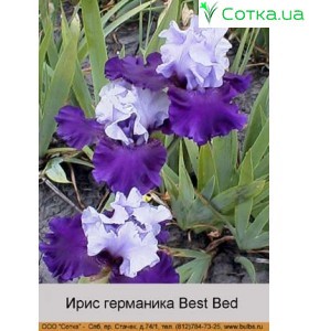 ірис германіка Best Bed
