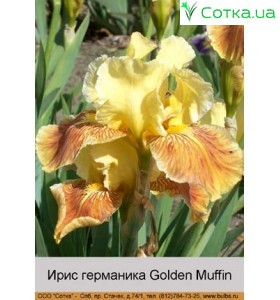 Ірис германіка Golden Muffin