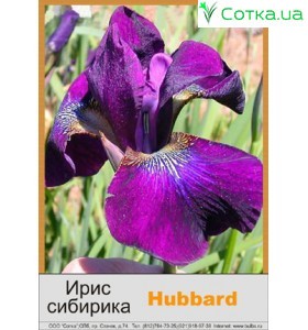 Ірис сибірський Hubbard