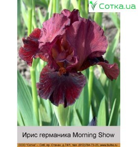 Ірис германіка Morning Show
