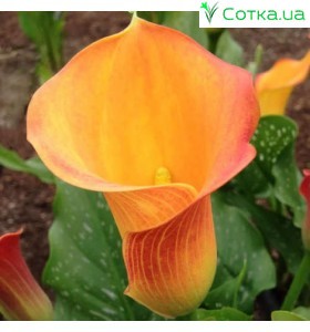 Калла(Zantedeschia) Beatrix