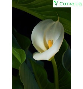 Кала(Zantedeschia)	Aethiopica