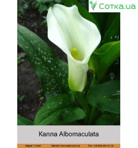 Калла (Zantedeschia) Albomaculata