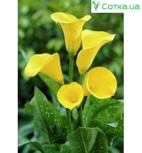 Кала(Zantedeschia) Best Gold