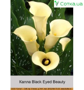 Калла (Zantedeschia) Black Eyed Beauty
