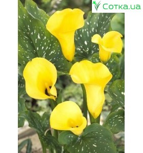 Калла(Zantedeschia) Black Magic