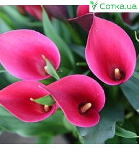 Калла(Zantedeschia) Callafornia Red