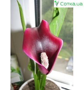 Калла (Zantedeschia) Cantor