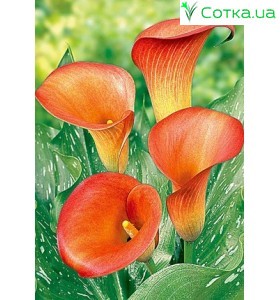 Калла (Zantedeschia) Captain Murano 