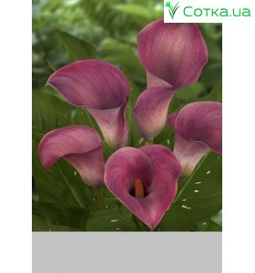 Калла(Zantedeschia) Captain Promise