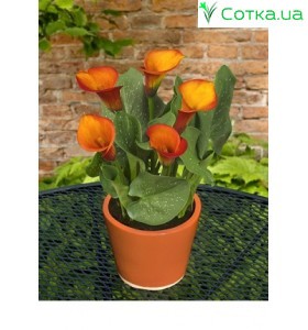 Калпа (Zantedeschia) Capitain Safari