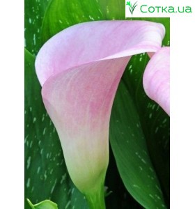Кала(Zantedeschia) Captain Marrero